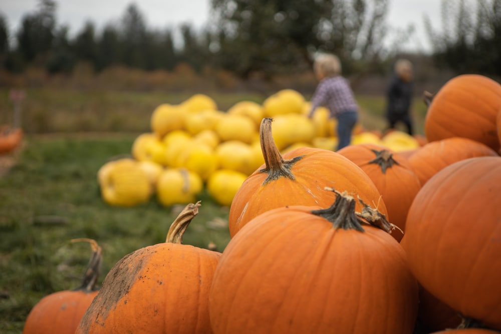 Oregon and yellow pumpkins at a pumpkin patch in Oregon, one of the most fun things to do in Oregon with family this fall.