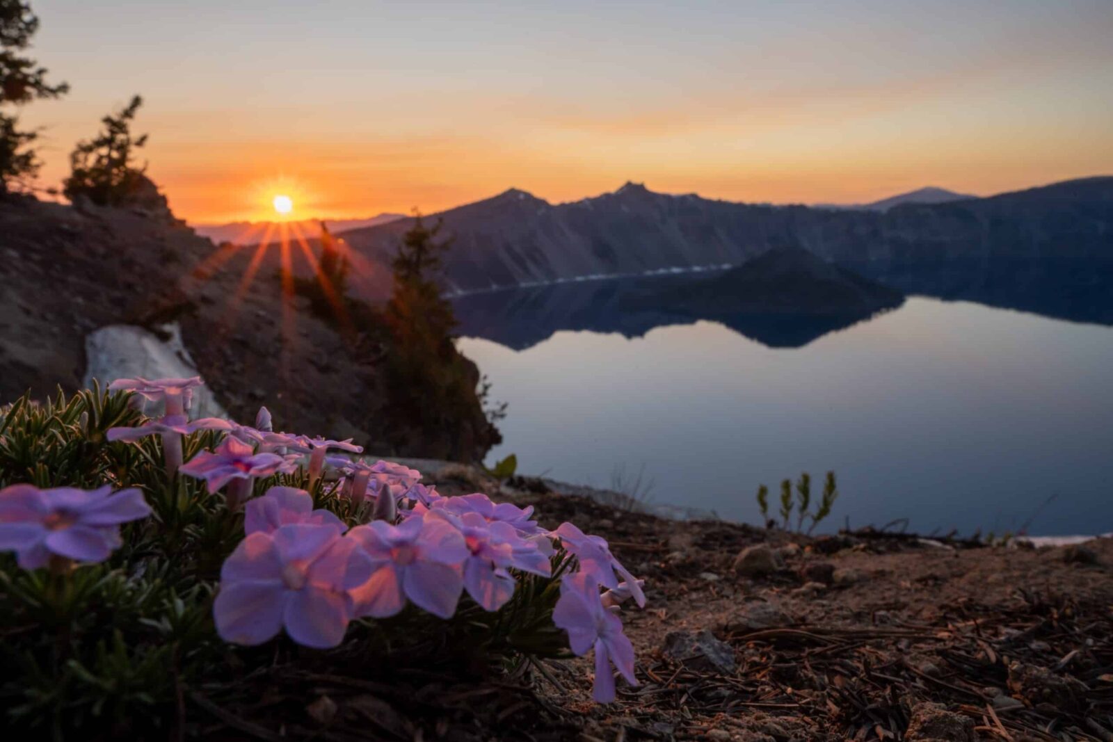 Rim of Crater Lake with Phlox blossoms at Sunset. Summer is the best time to visit Crater Lake for access to all amenities.